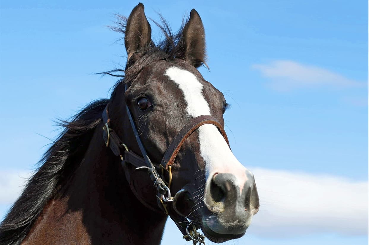 2歳馬情報：アレオクール（クールサンバの2024）3月中旬