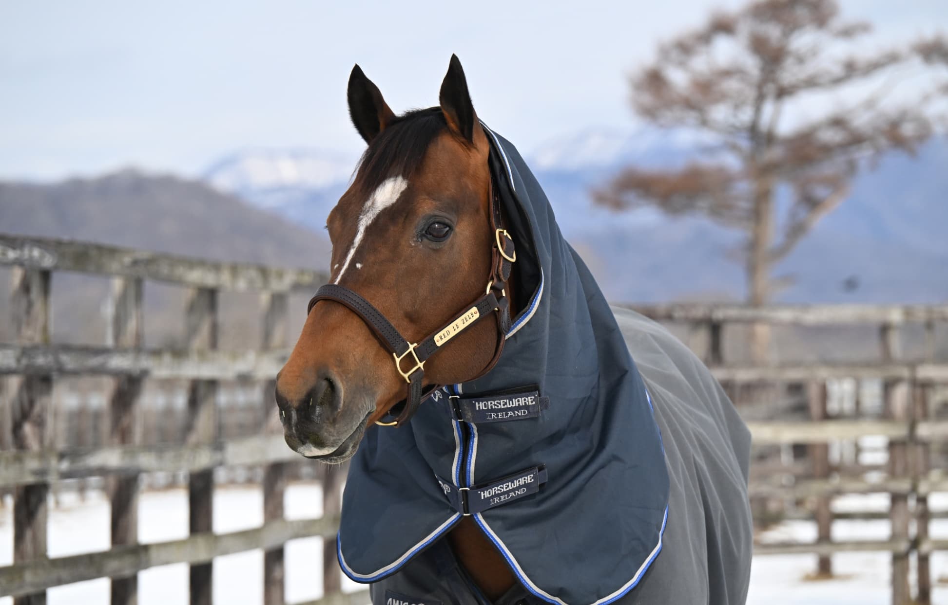風のたより：レッドルゼル　最高峰に挑み続けた砂の韋駄天