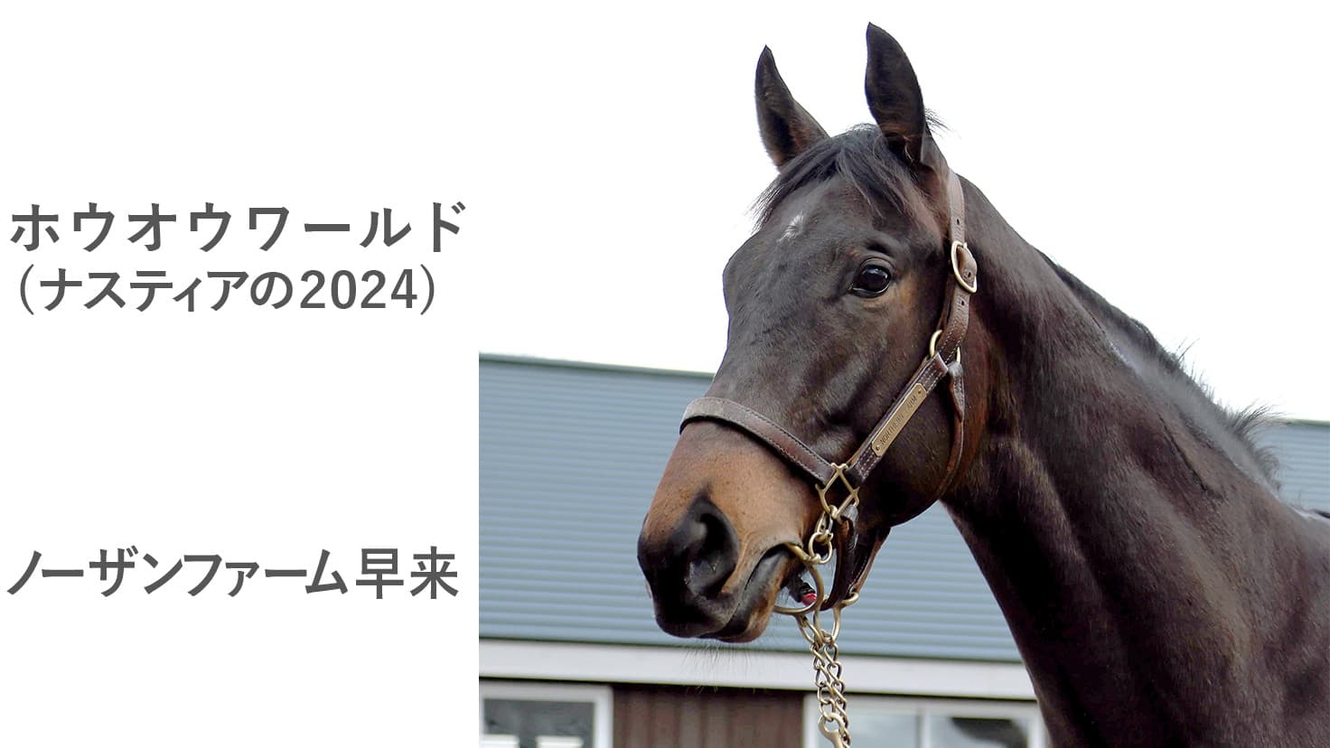 2歳馬情報：ホウオウワールド(ナスティアの2024)3月上旬