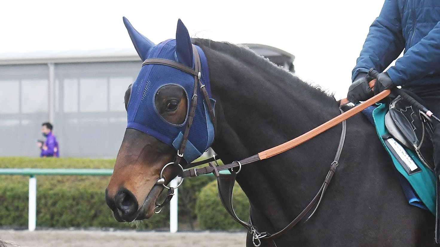 2歳馬情報：ダノンダックス(ヤンキーローズの2024)　3月上旬