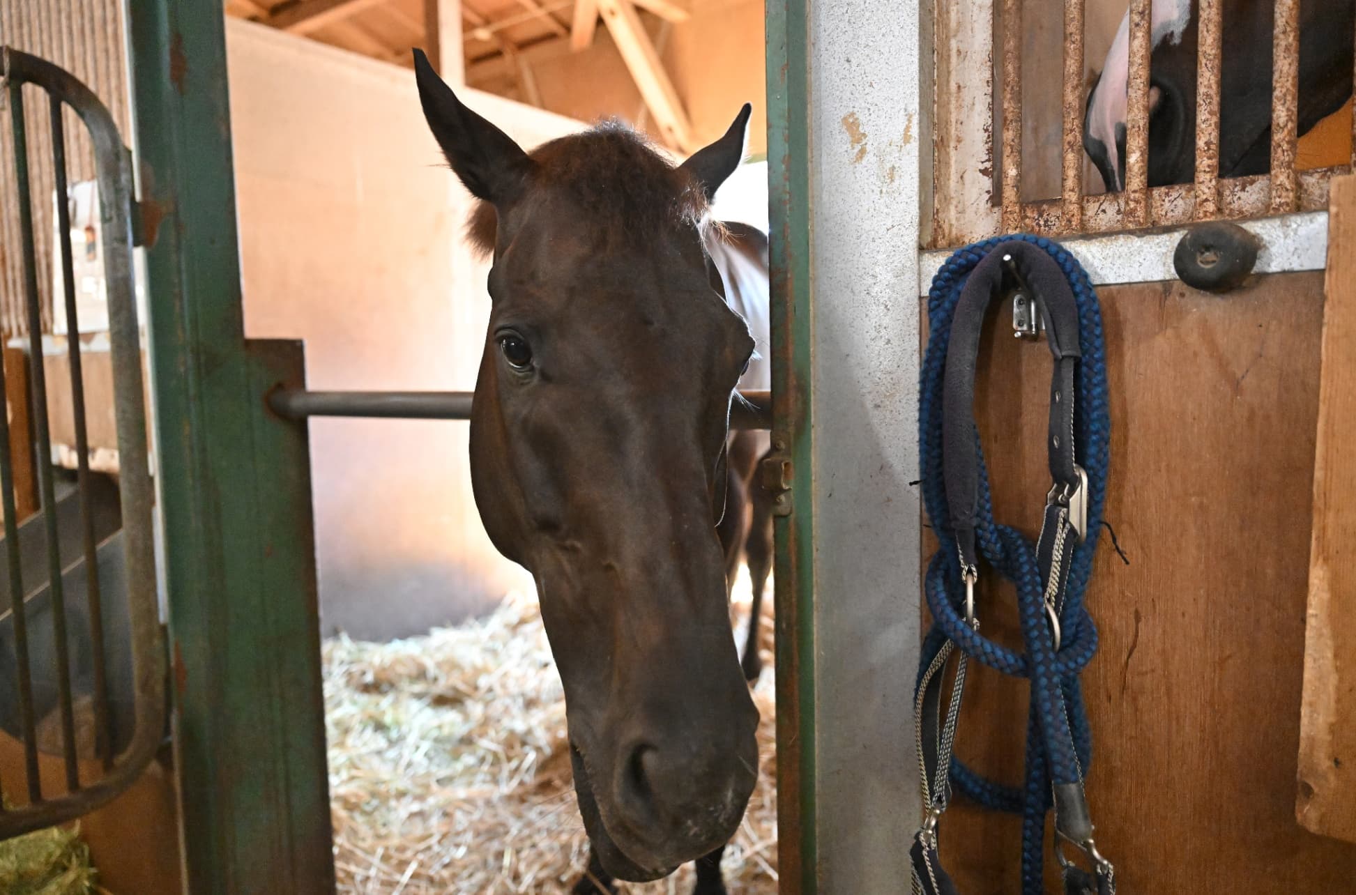 初めての競馬場取材はマイネルファンロン！新人・中村航大の取材日記
