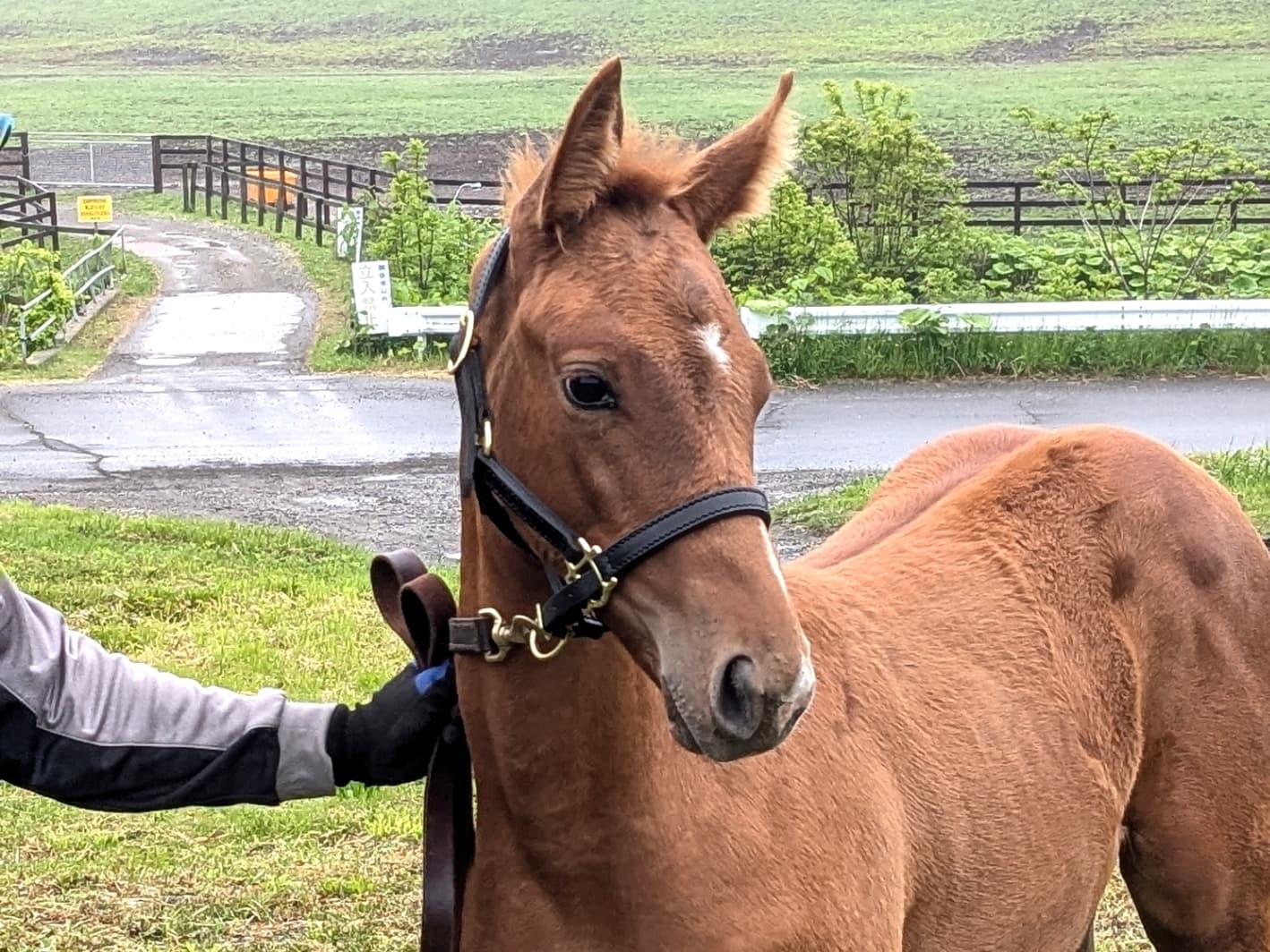 ウインバリアシオンとオルフェーヴル、11年ダービーワンツーの"血の浪漫"が誕生