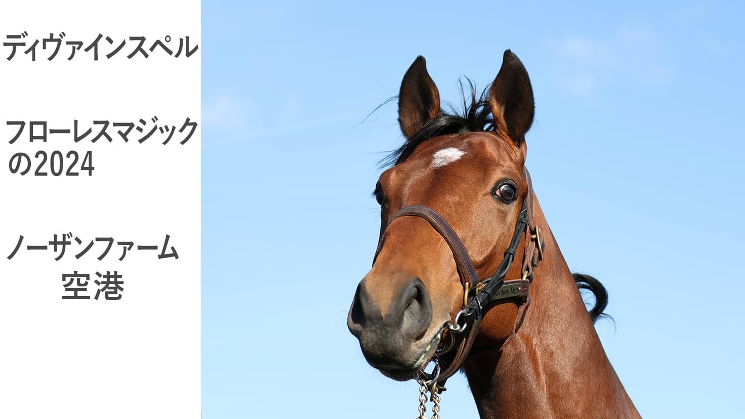 2歳馬情報：ディヴァインスペル（フローレスマジックの2024)3月中旬