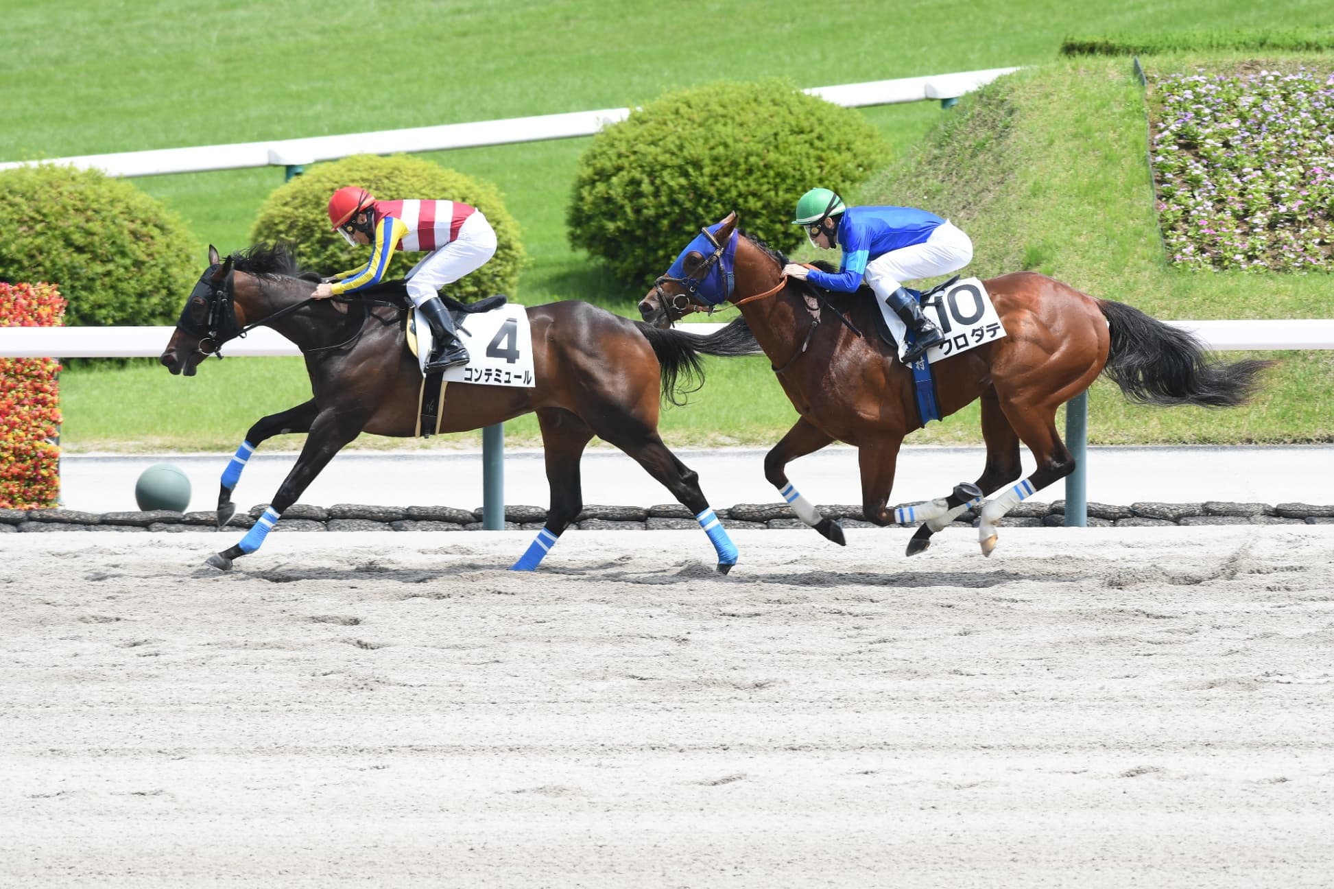 2歳馬情報：コンテミュール（モンペルデュの2024）