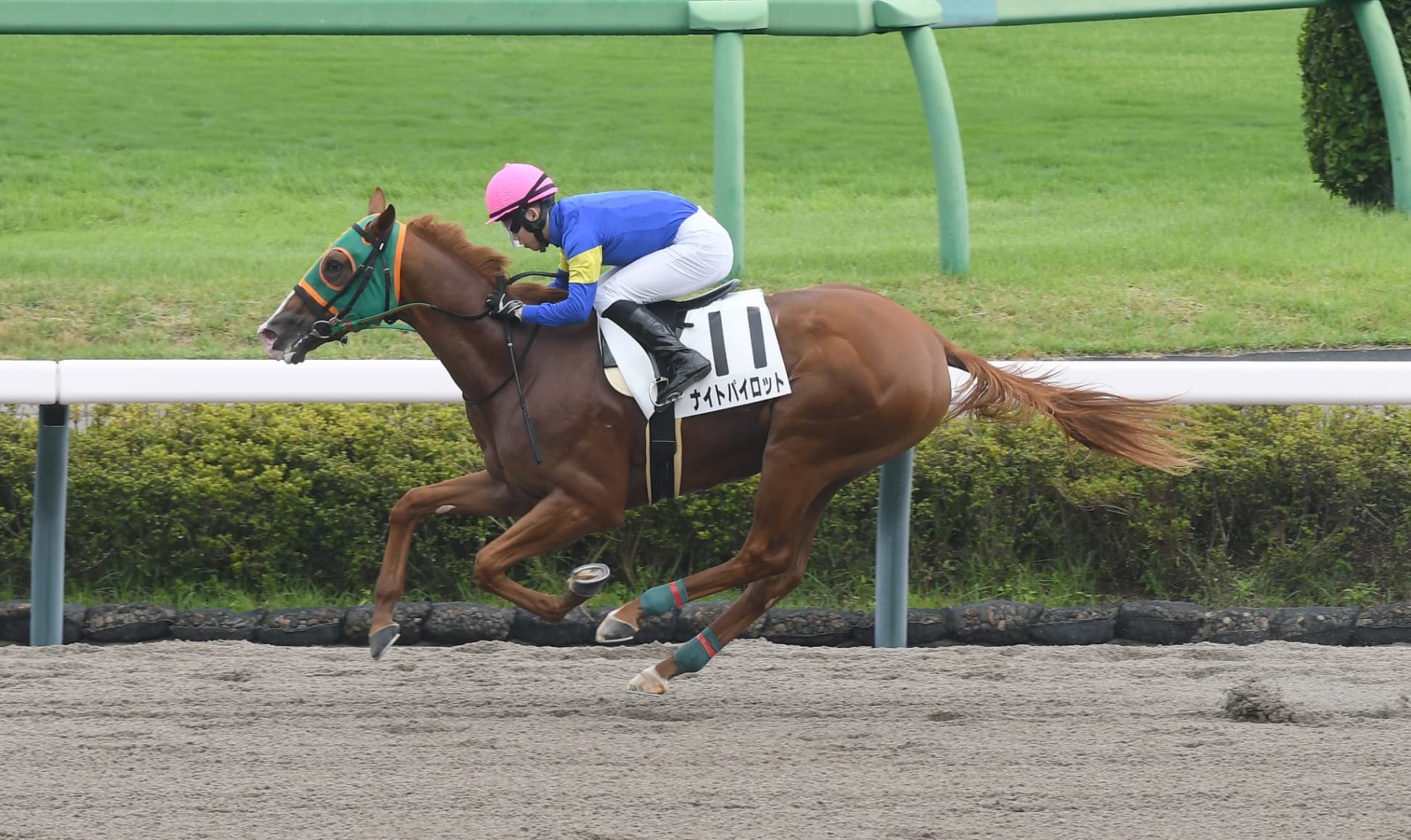 （430）～一度使ってさらに前進！松山騎手との初コンビで連勝狙う・ナイトパイロット