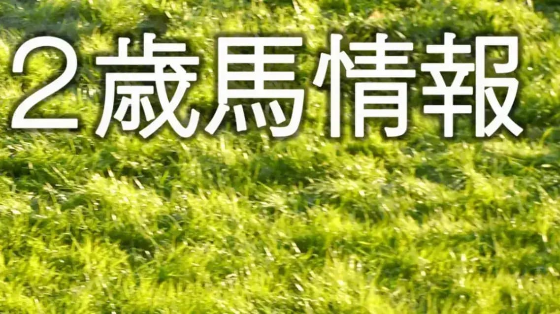 2歳馬情報：インティサール（ミスエクストラの2024）