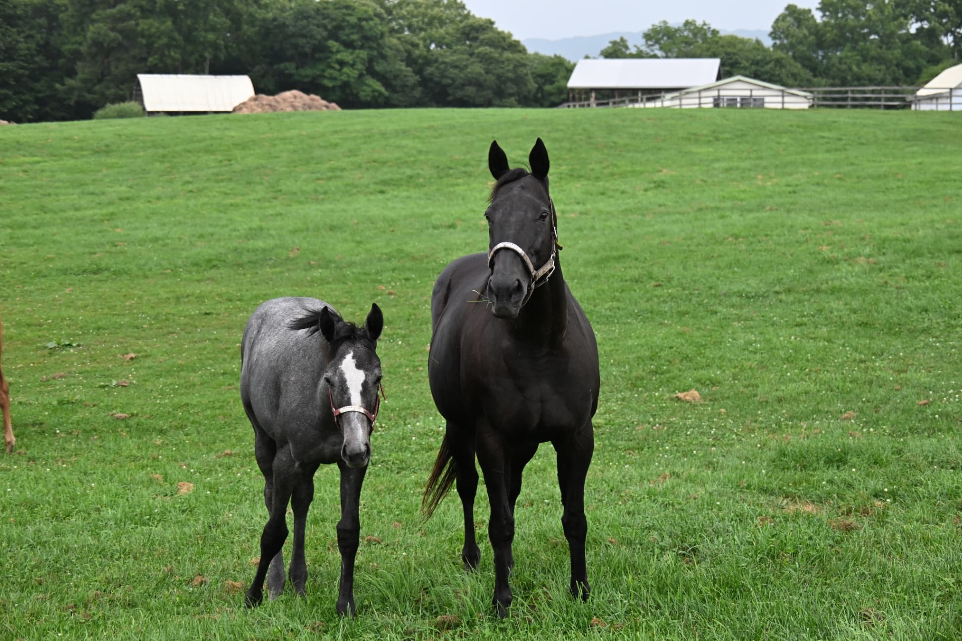 コスモネモシン　サマーセール出身の孝行馬