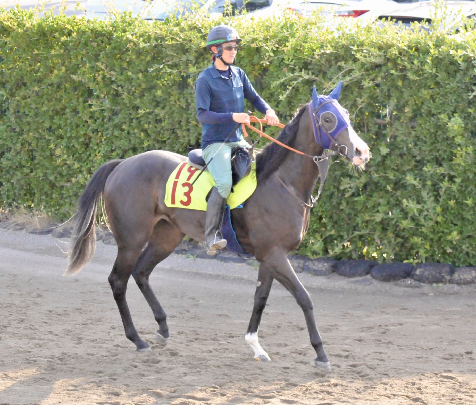 ２歳馬情報：エクアトーレ（シャトーブランシュの2024）
