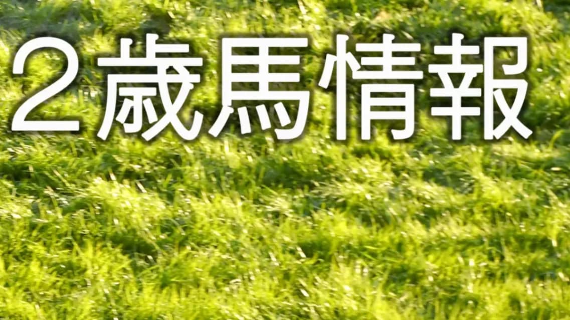 ２歳馬情報：アンベールフォート（インディアマントゥアナの2024）