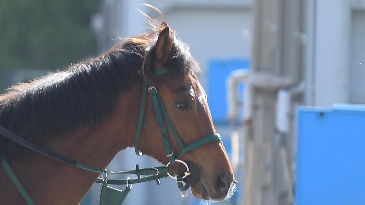 2歳馬情報：エンゲージリングの2024　4月上旬