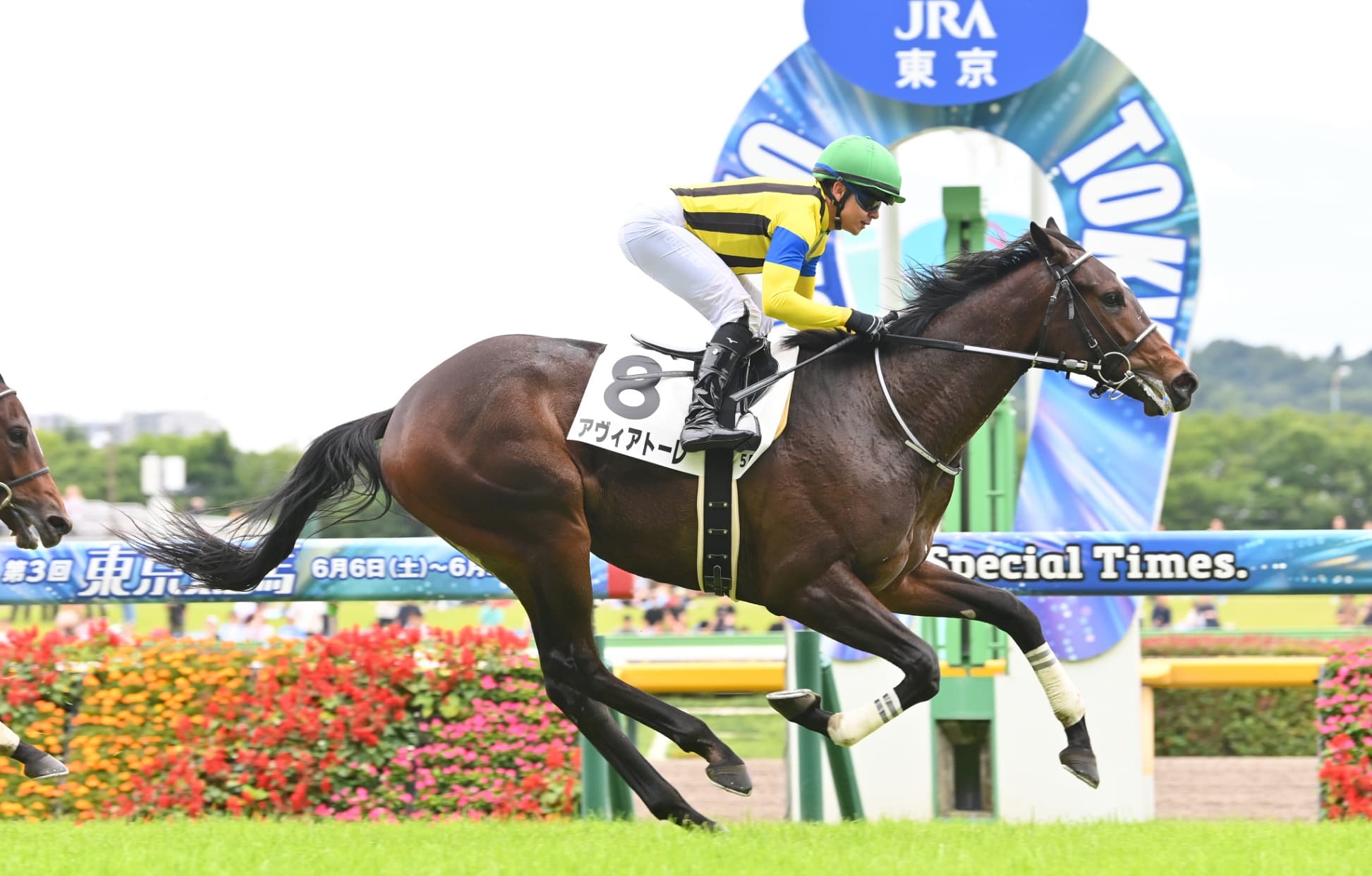 2歳戦で絶好調のシスキン産駒　関係者が語る特徴や強みとは