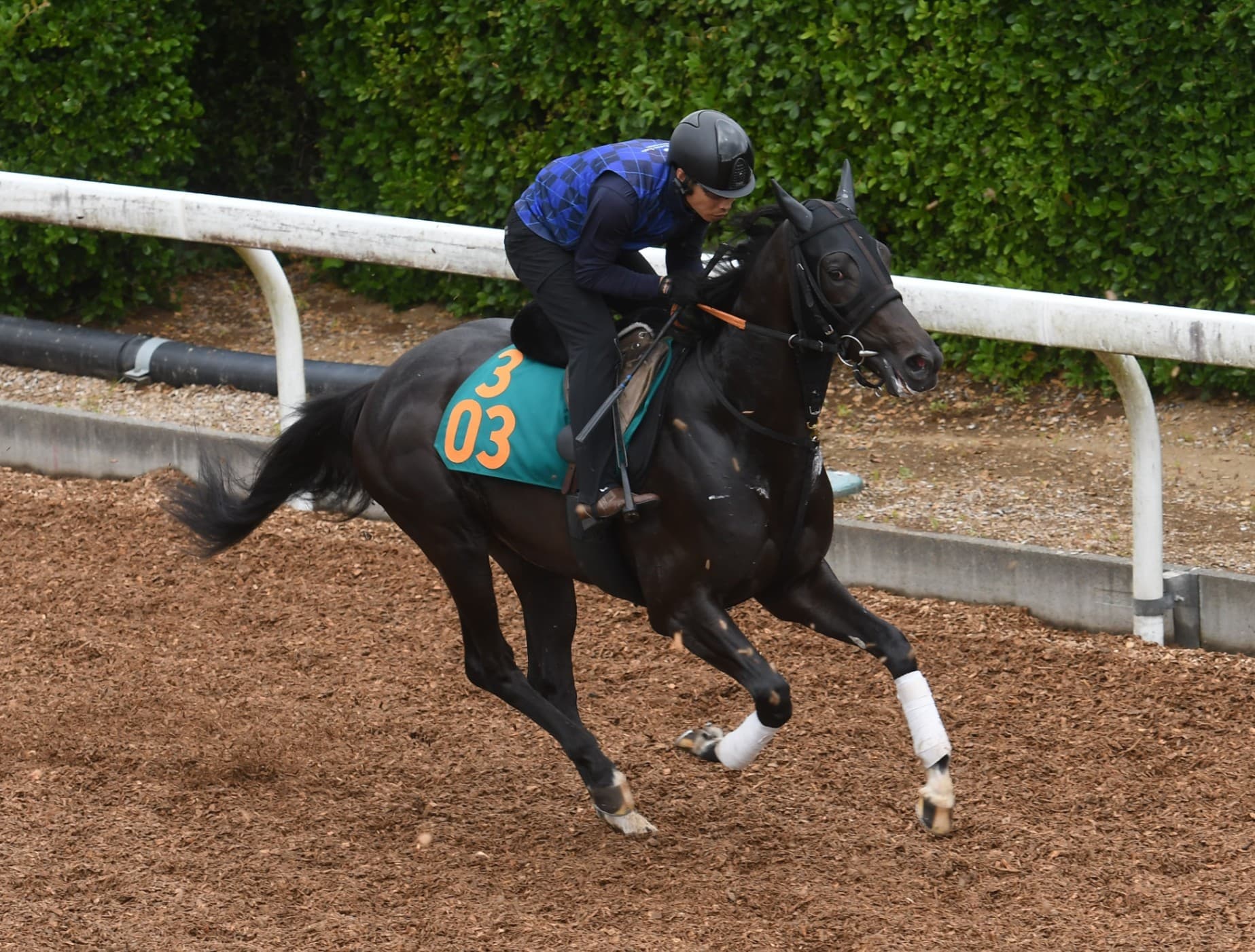 ２歳馬情報：アトミックリーチ（パリスビキニの2024）