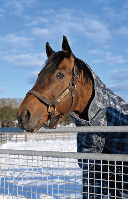 風のたより：カフェファラオ　2年連続最多種付け頭数を誇る〝人気者〟