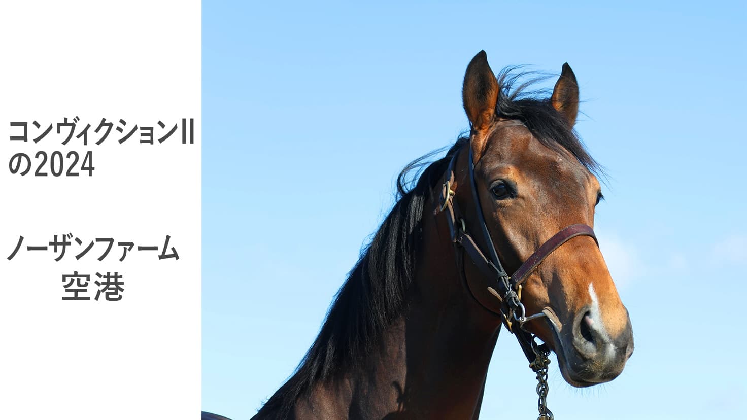 2歳馬情報：コンヴィクションⅡの2024　3月中旬