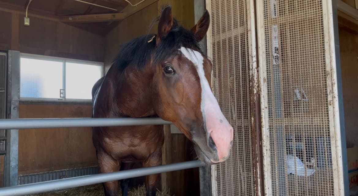 偶然名前を耳にした2歳馬コックニー　21日函館5Rの初戦から期待十分
