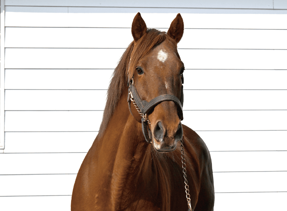 風のたより：ヤマカツエース　牧場見学でも人気者の種牡馬