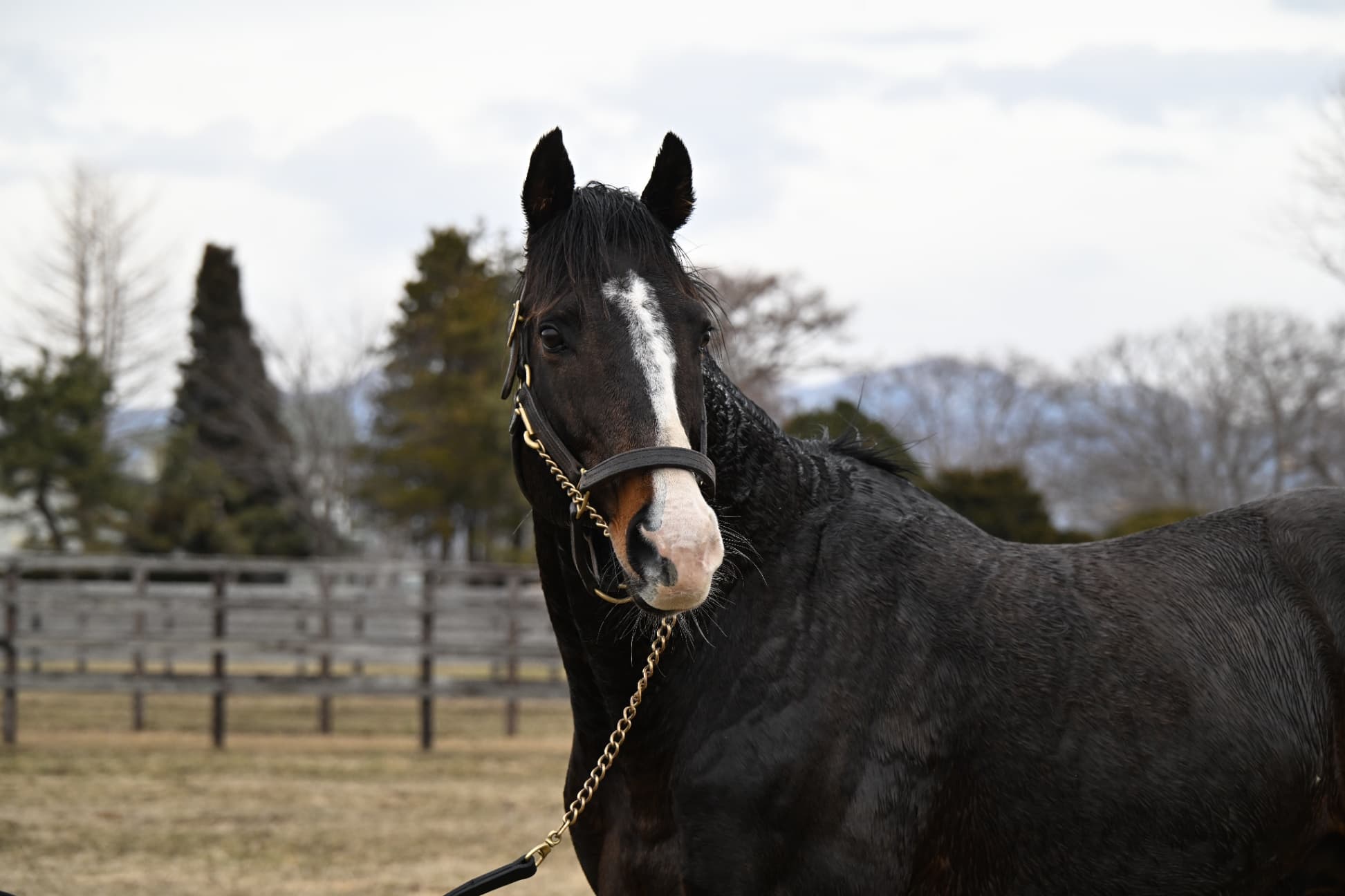 風のたより：ヒストリカル　スタリオン業務を支える色男