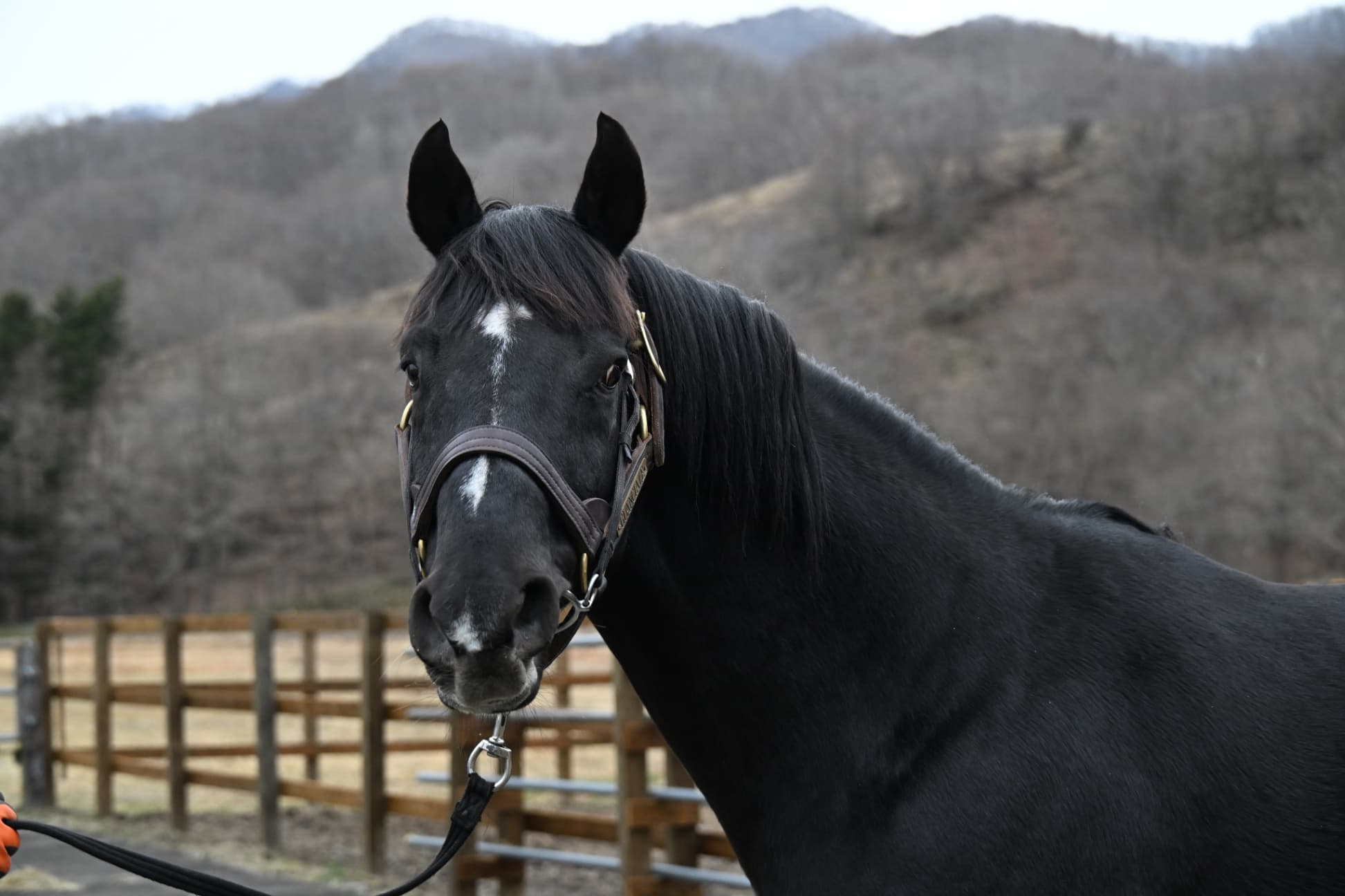風のたより：グァンチャーレ　唯一無二の“香り”で記憶に残る活躍