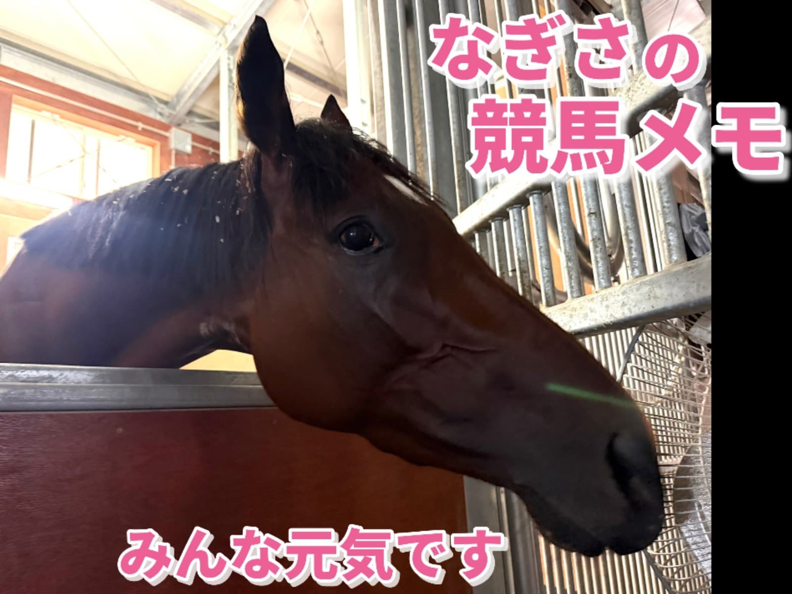 なぎさの競馬メモ：みんな元気です