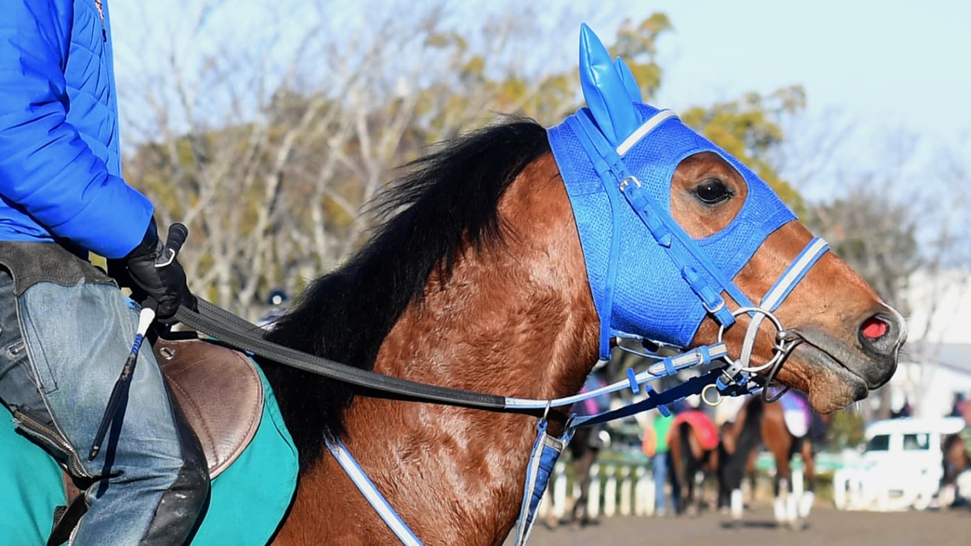 2歳馬情報：サンレガート(エミレーツガールの2024)　3月中旬