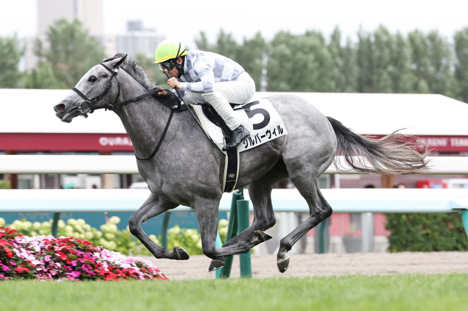 2歳馬情報：シルバーウィル（チカリータの2024）