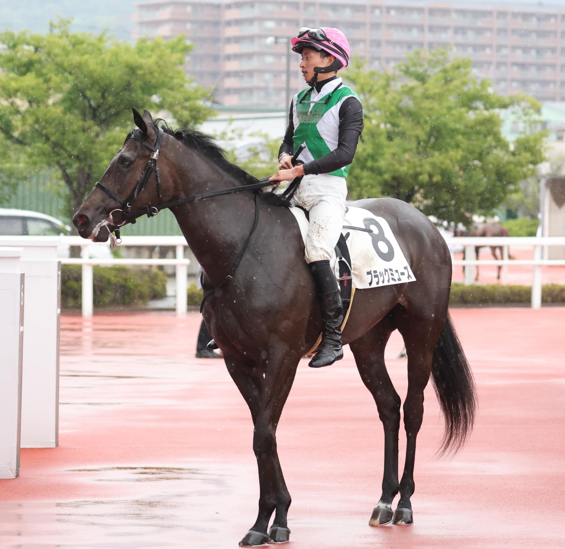 2歳馬情報：ブラックミューズ（アドマイヤアローの2024）