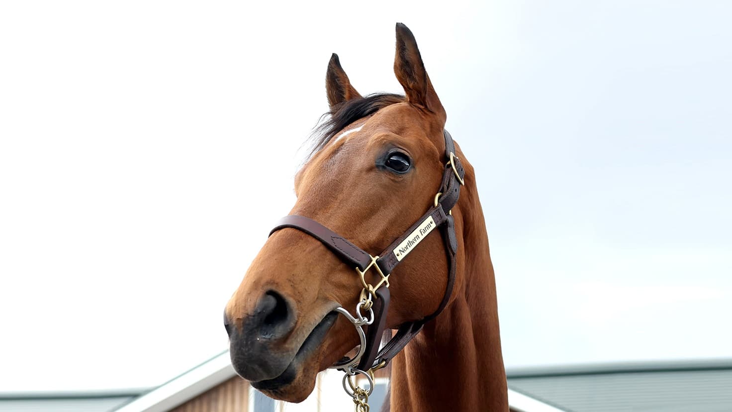 2歳馬情報：ジャンゴッド（マーゴットディドの2024）3月上旬