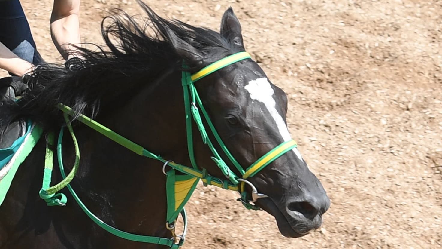 ２歳馬情報：ノドゥス(ヒアトゥウィンの2024)