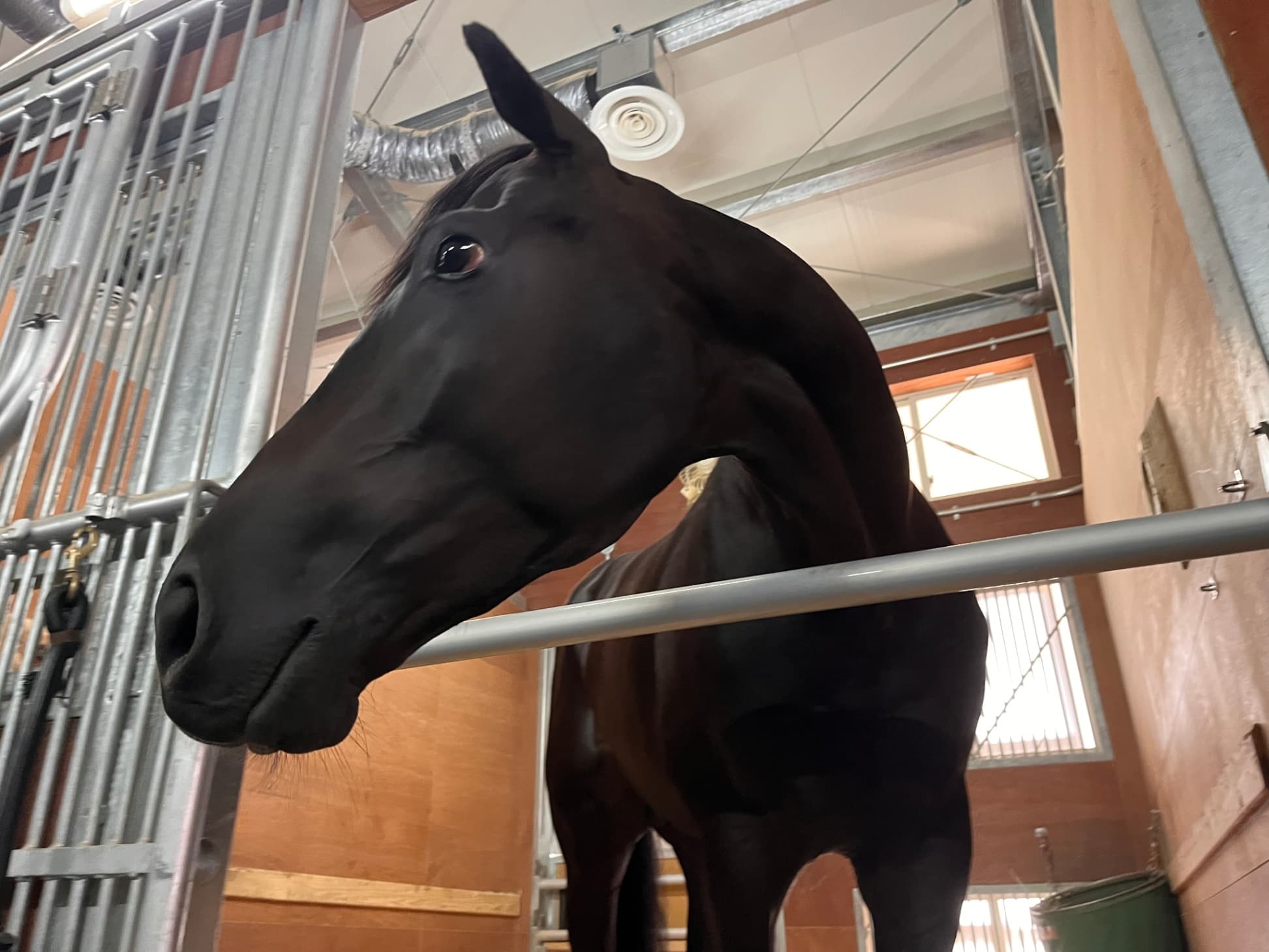 夏の新潟で躍動する逸材の2歳馬たちに続け！　セレクトセールの2.8億円ホース・アトミックリーチがついに初陣