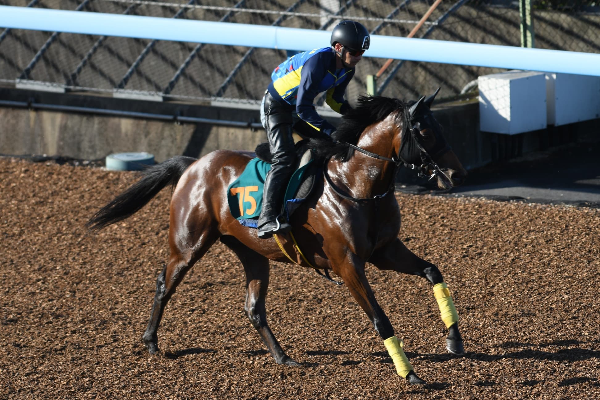 2歳馬情報：レッチュベルク（リヴィアの2024）