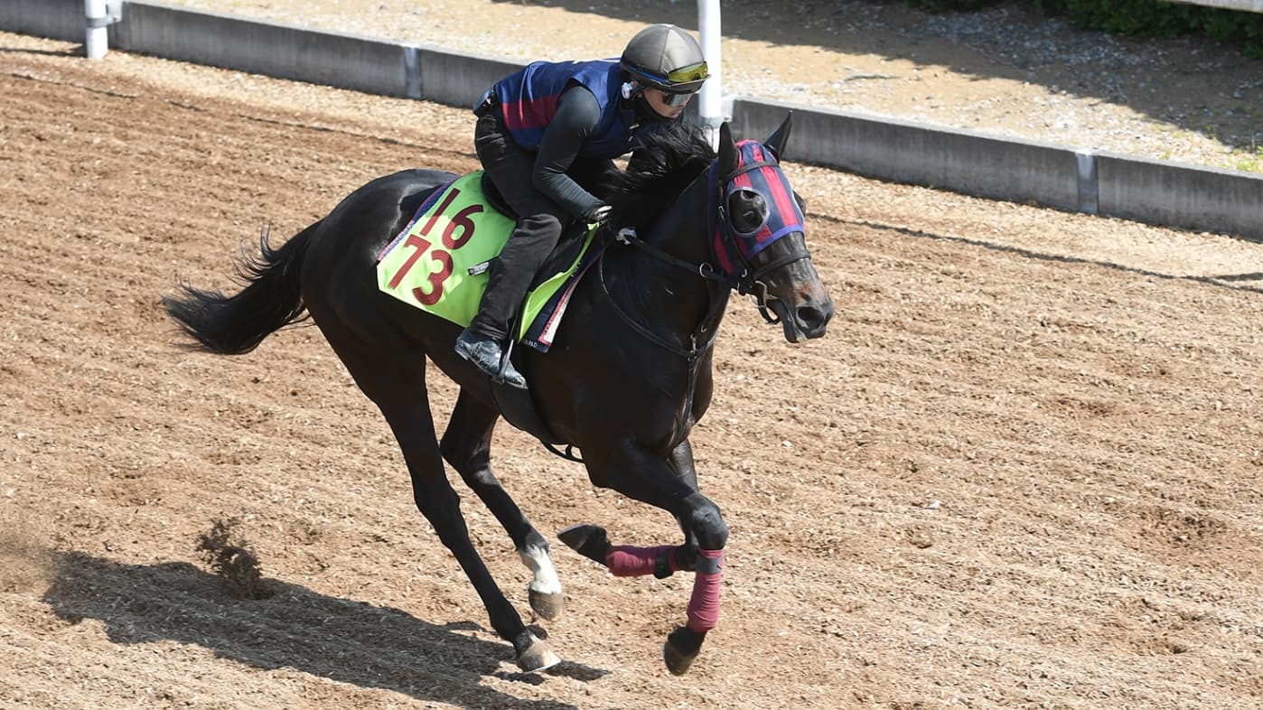 ２歳馬情報：マルスレジーナ(マルシアーノの2024)