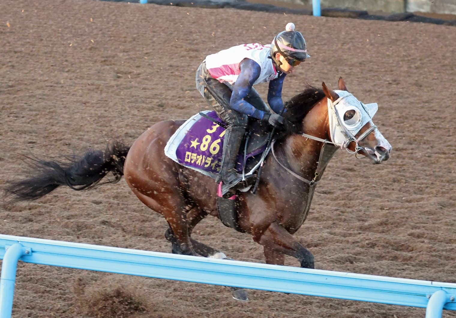 新潟記念（8月30日 新潟 GⅢ 芝2000㍍）