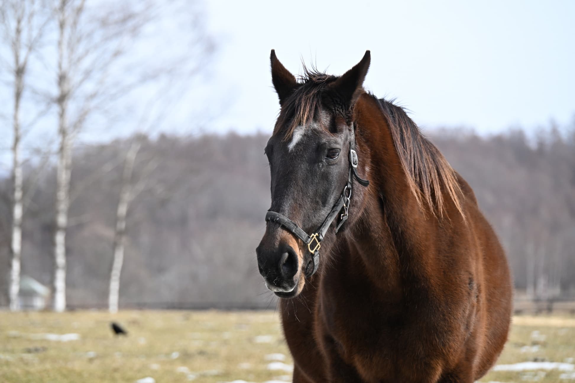 風のたより：ヤマニンシュクル　けがを乗り越え一花咲かす