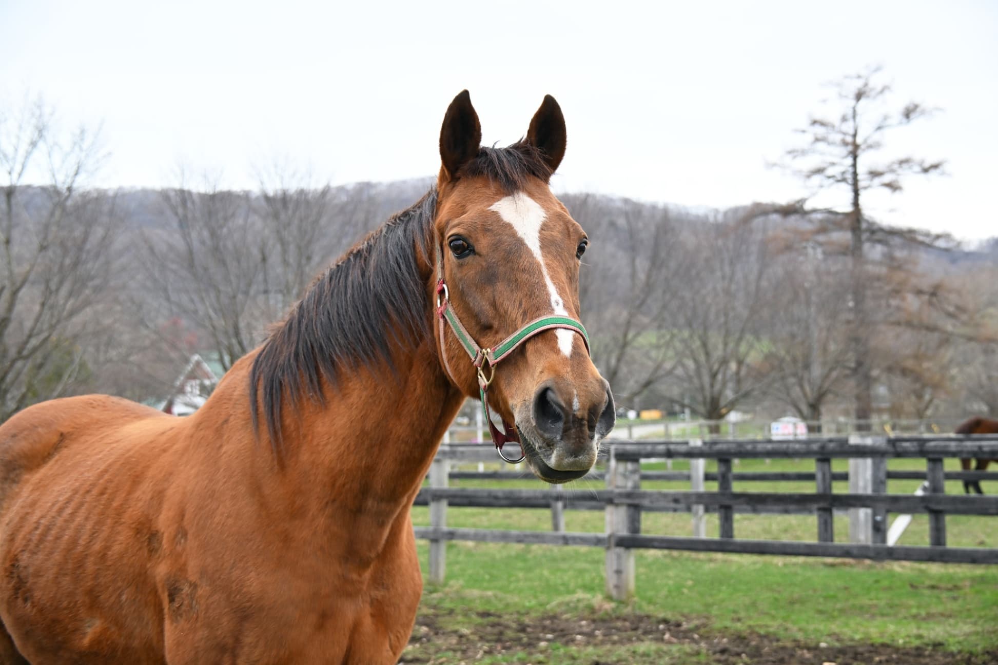 風のたより：マイネルキッツ　人におちゃめな面も見せる天皇賞馬