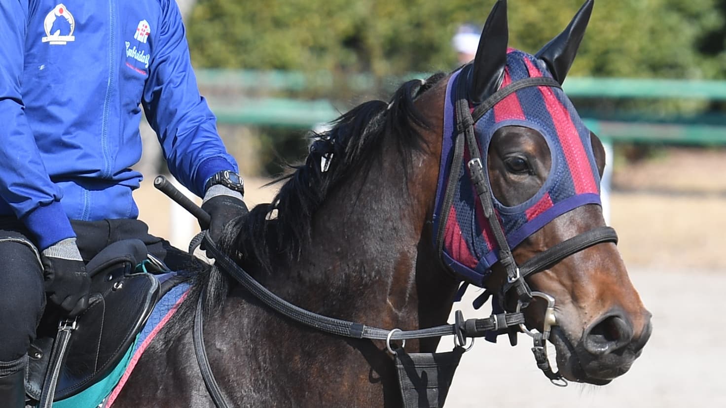 2歳馬情報：コルシャヴィート(ケイティーズハートの2024)　3月中旬