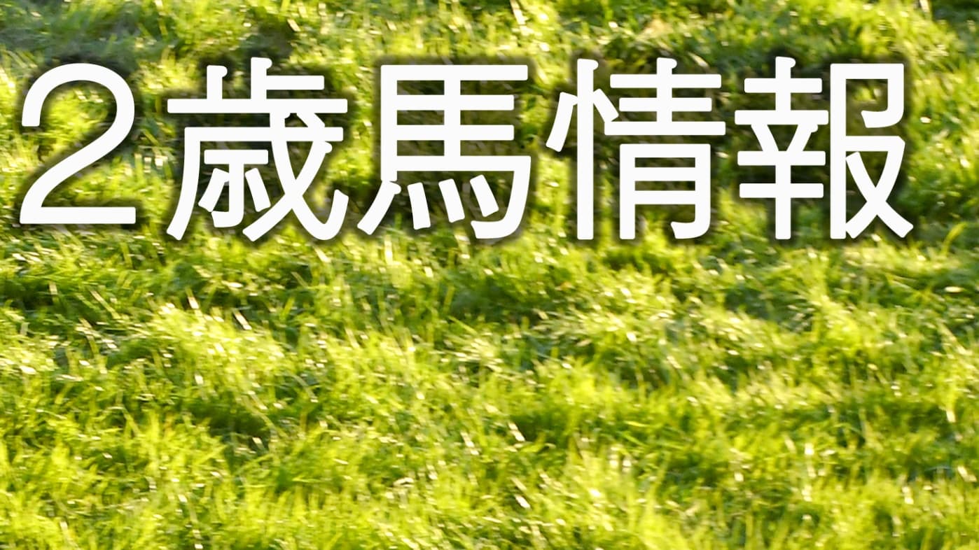 ２歳馬情報：トルタパスカリーナ(ギモーヴの2024)