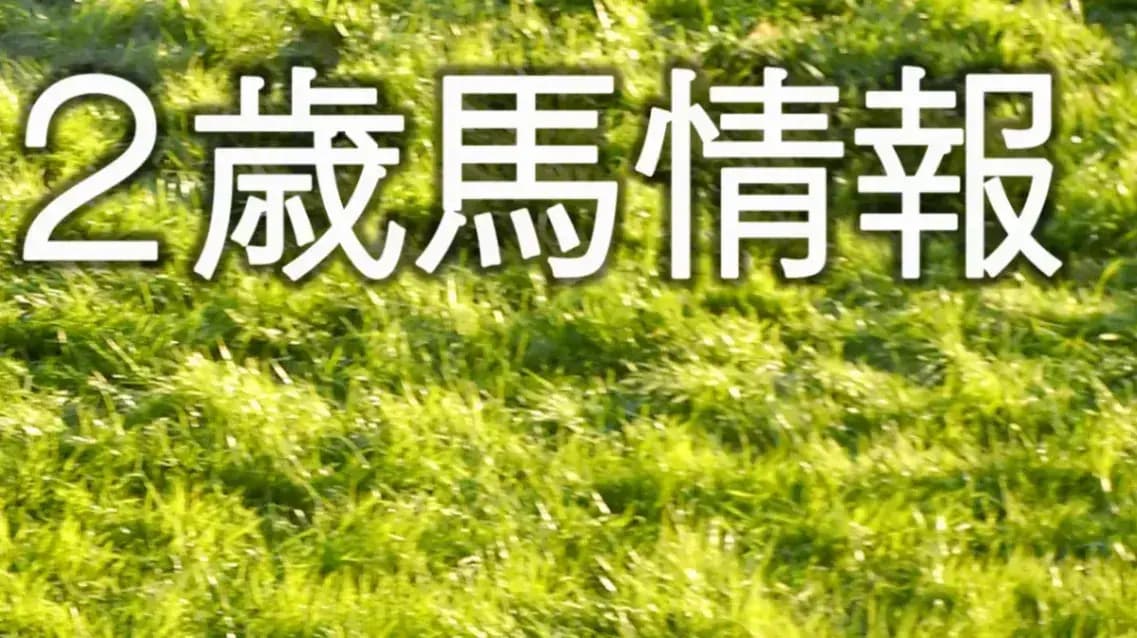 2歳馬情報：ツーハーツ（スタークォーツの2024）
