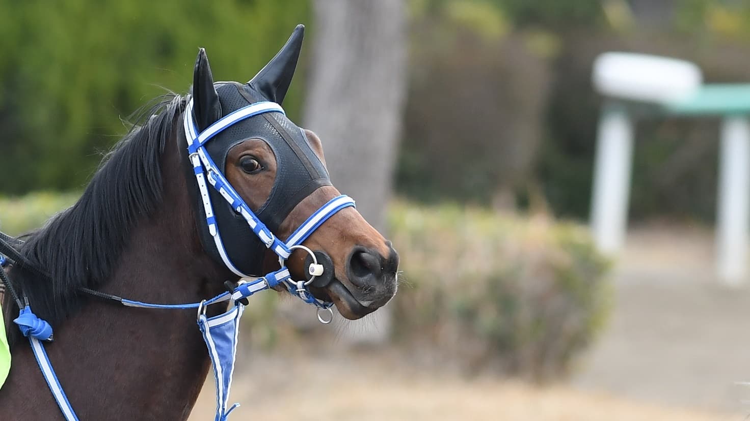 2歳馬情報：サンゴート（ダズリングスマイルの2024）3月中旬