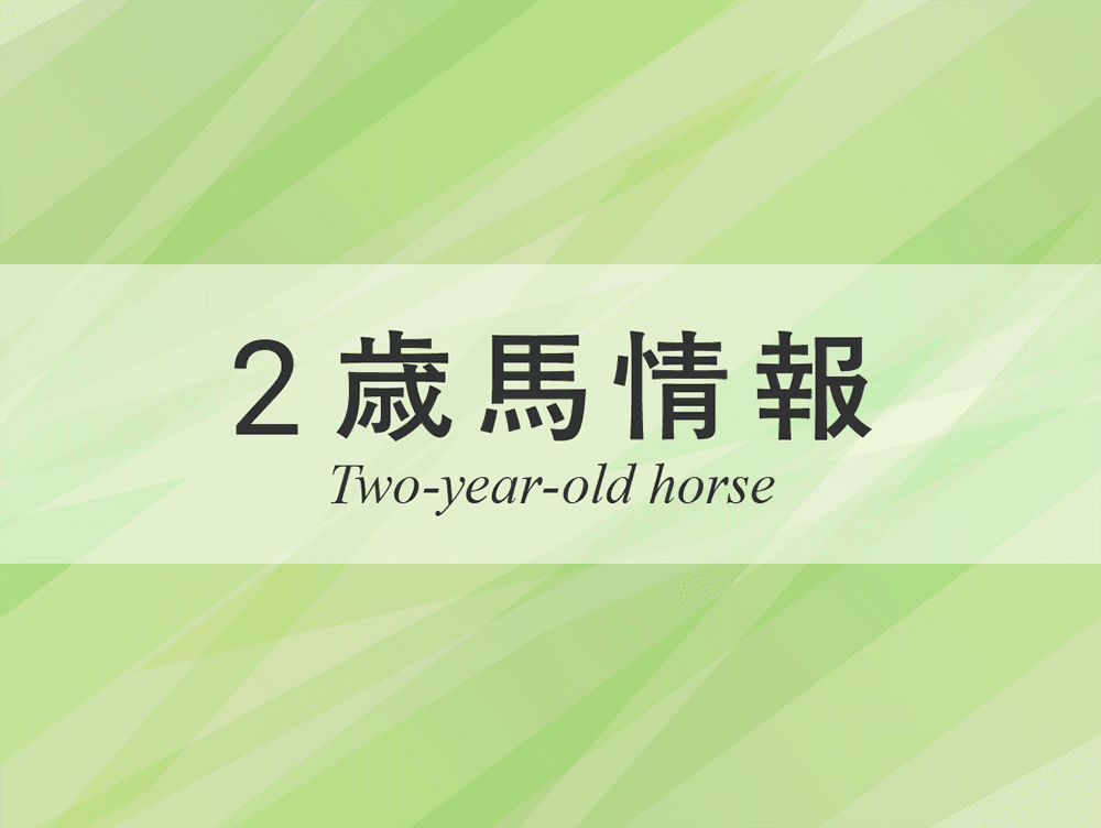 2歳馬情報：ゴルトクリーガー（セウラサーリの2024）