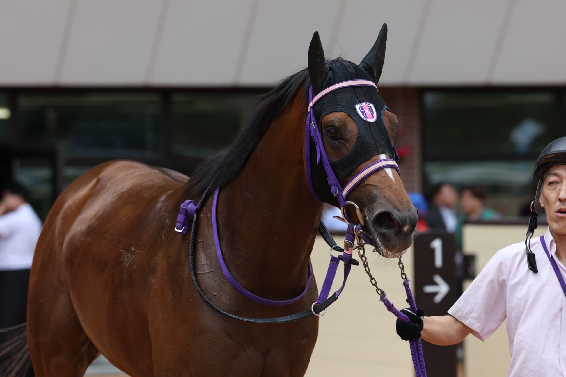 2歳馬情報：レガメデルヴェント（アルヴェントの2024）