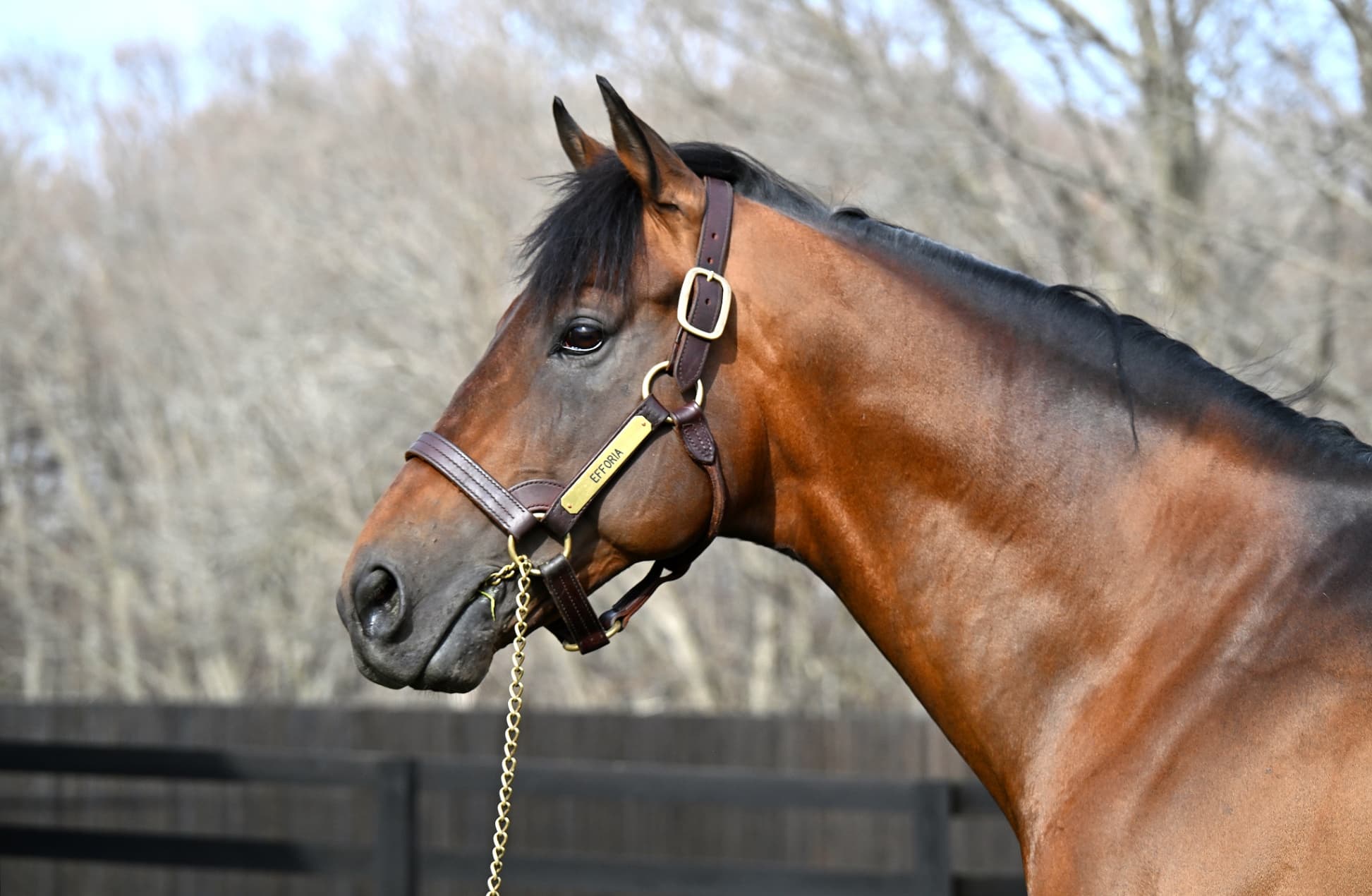 風のたより：エフフォーリア　今年、初年度産駒がデビュー