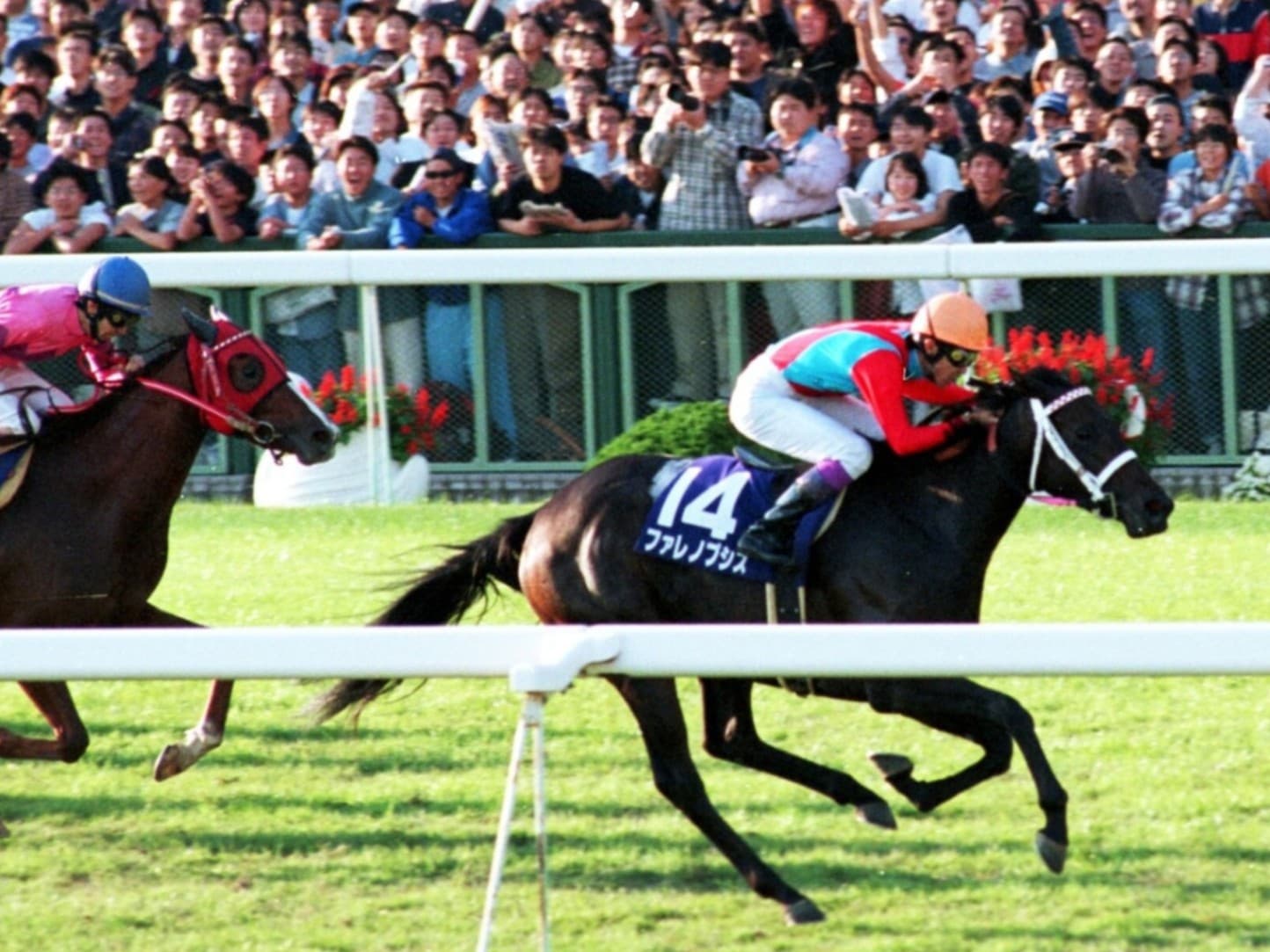 「週刊100名馬」ファレノプシス　情念花開くとき【後編】by江面弘也