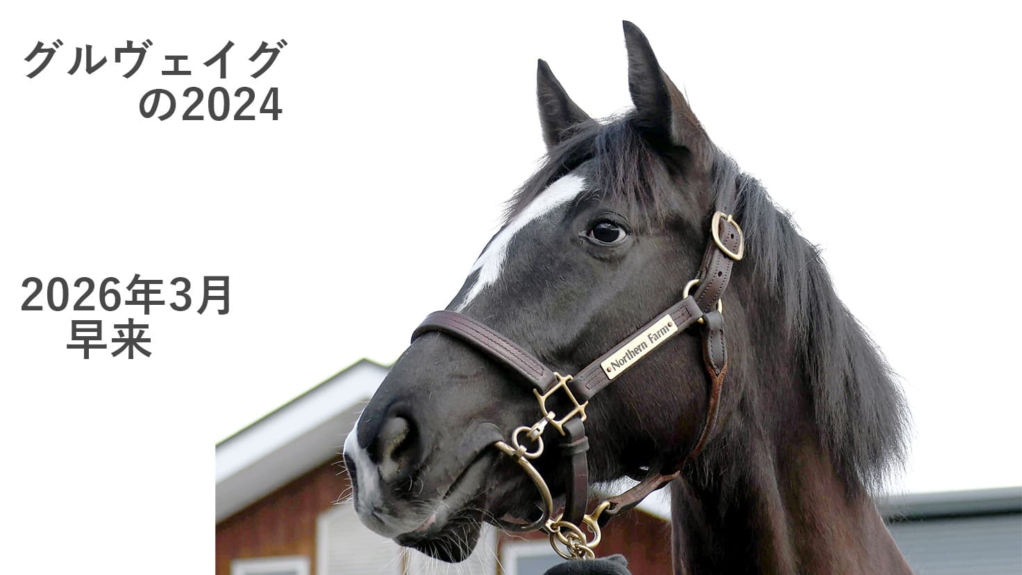 2歳馬情報：リサナウト（グルヴェイグの2024）3月上旬