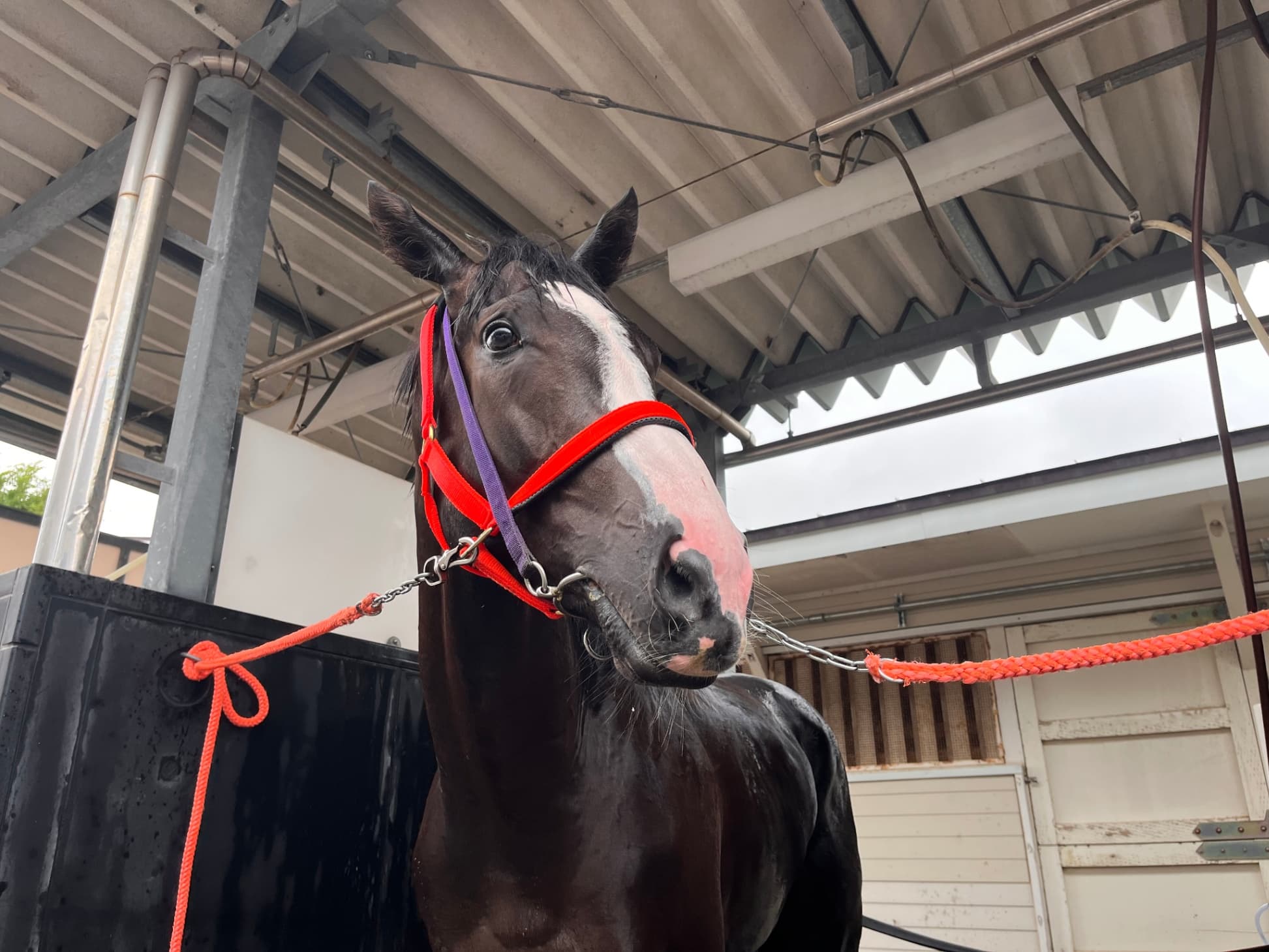 続・続・粒揃いな2歳馬たち　平田修厩舎のブラッグス＆サトノパラディ