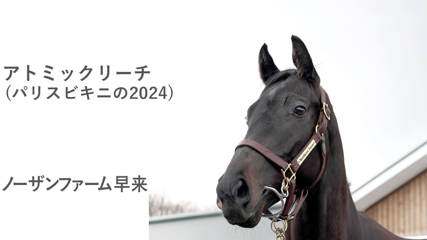 2歳馬情報：アトミックリーチ(パリスビキニの2024)3月上旬