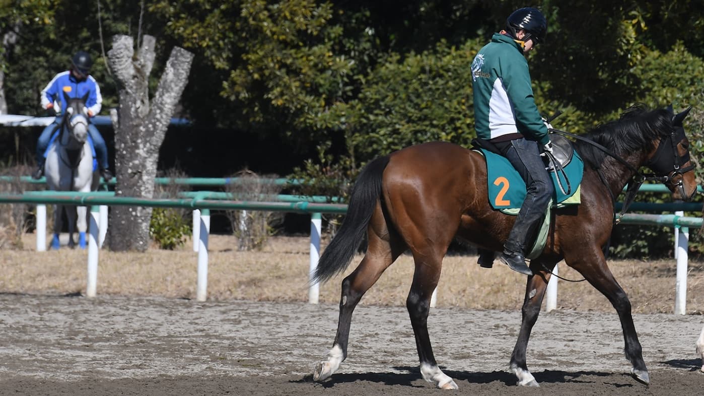 2歳馬情報：サンヴァンガード（ピントゥハティの2024)3月中旬