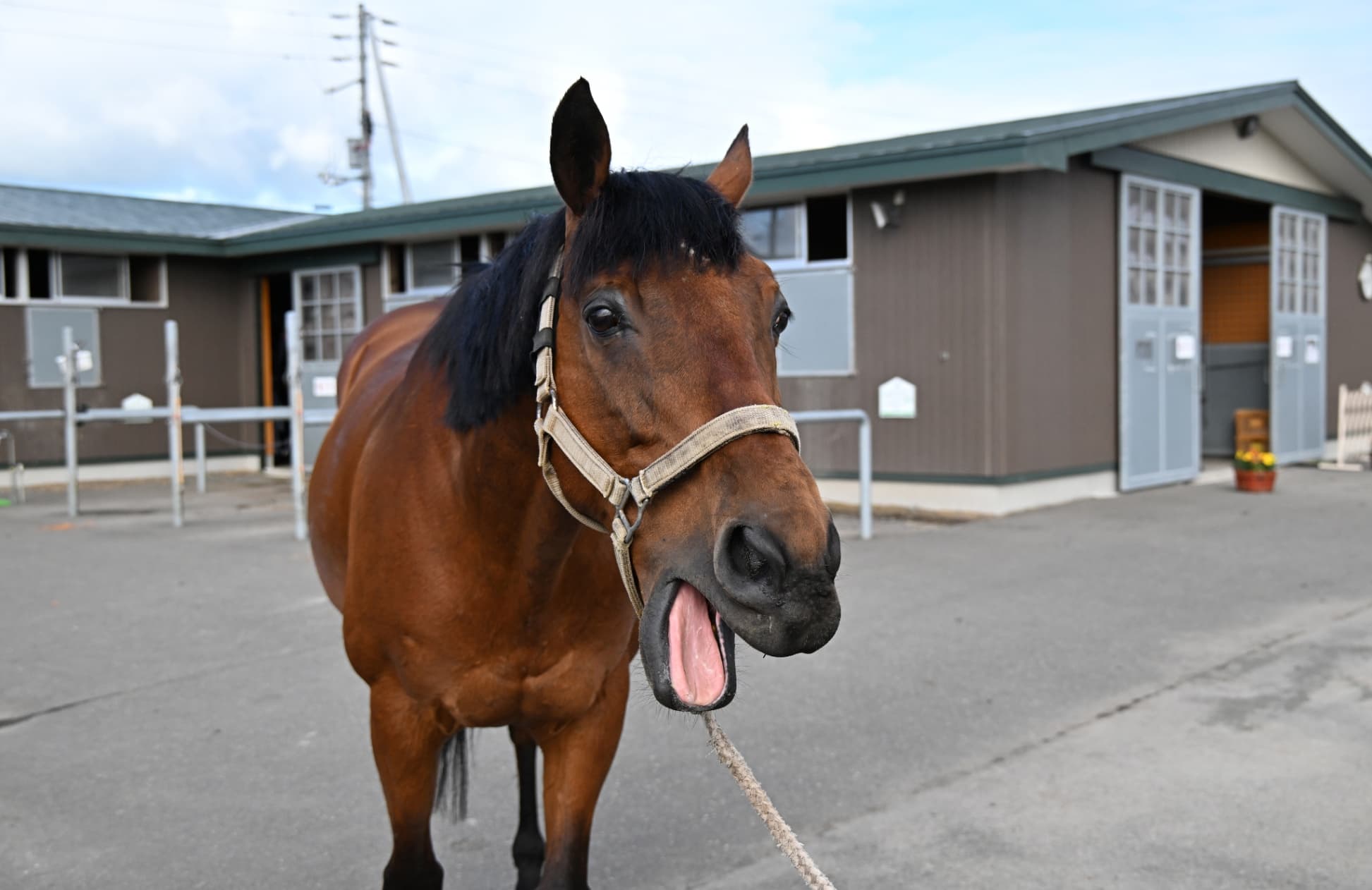 スギノエンデバー　どんな条件もこなす乗馬クラブのエース