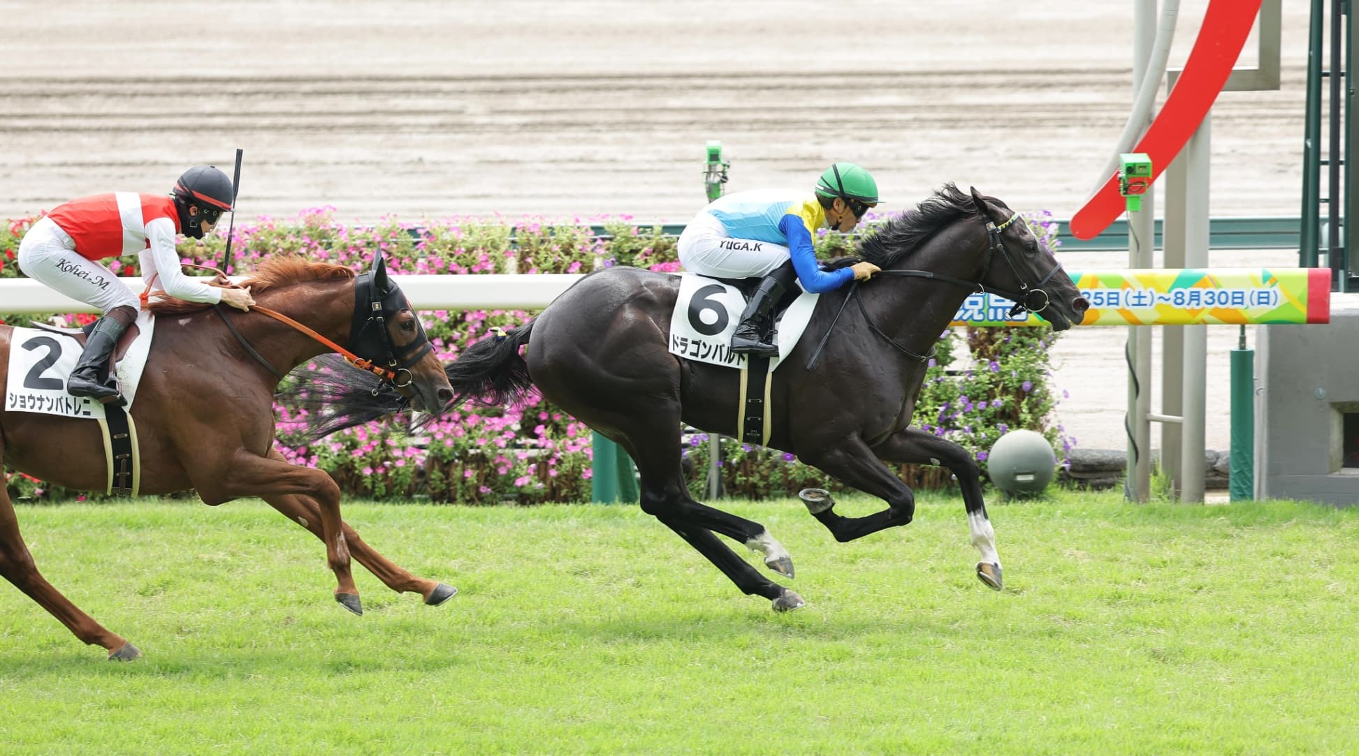 2歳馬情報：ドラゴンバルド（メチャコルタの2024）