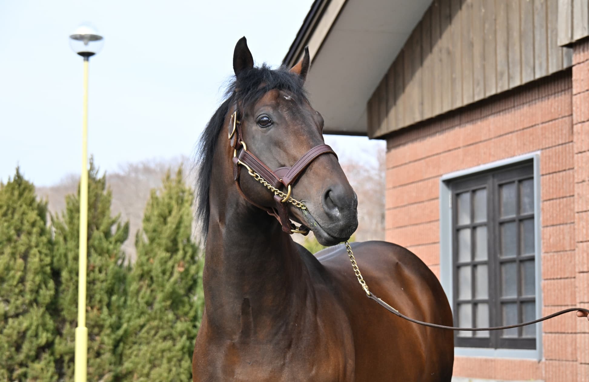 風のたより：シュネルマイスター　身体能力が桁違いの人気種牡馬