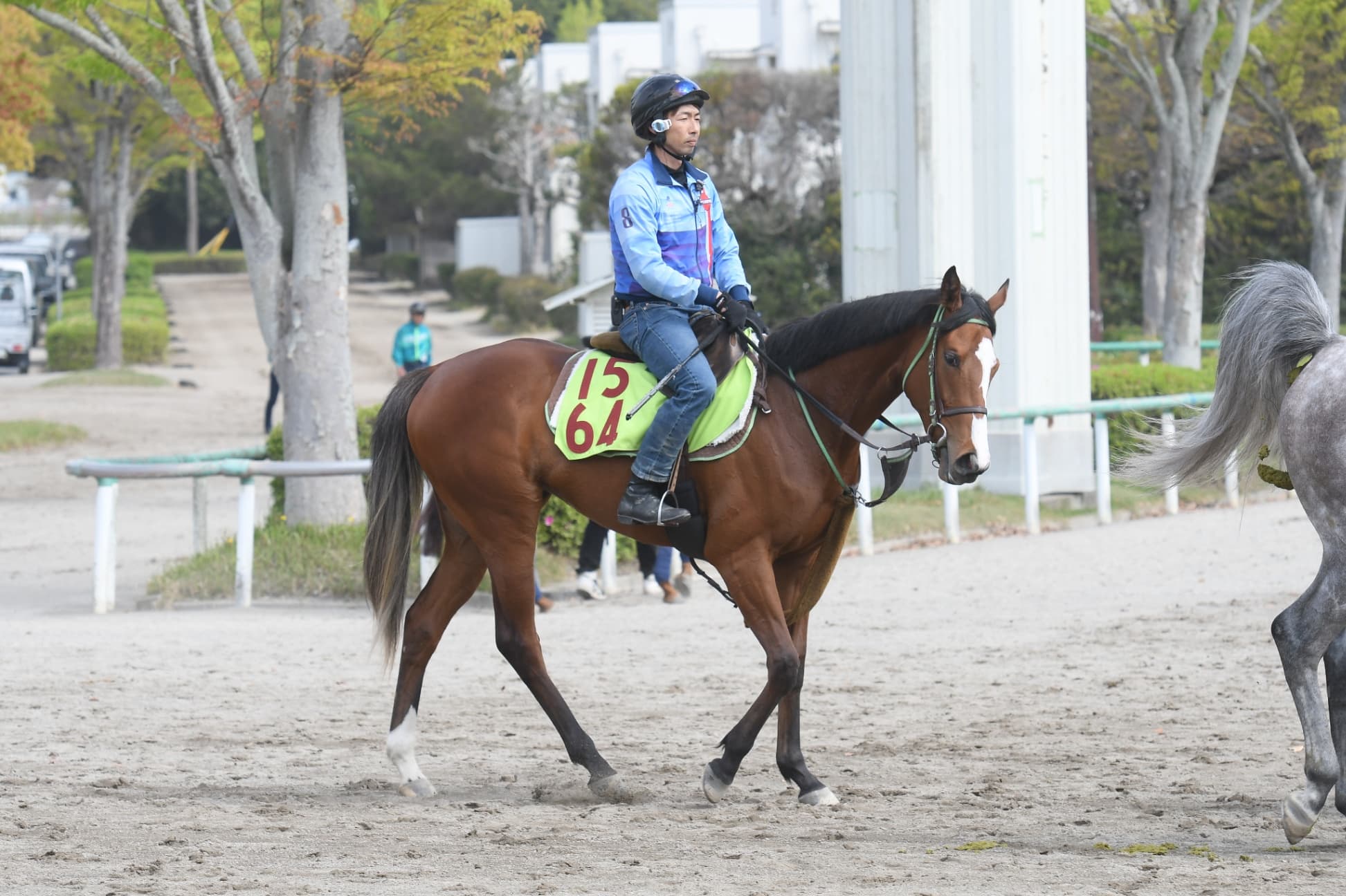 ２歳馬情報：ホウオウプレマ(ホウオウピースフルの2024)